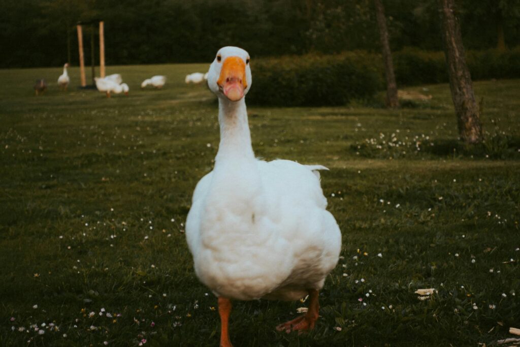 foie gras